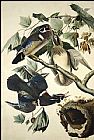 Herbert James Draper Paintings - Wood Duck by John James Audubon